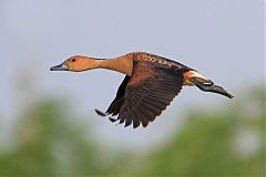 Fulvous Whistling-Duck